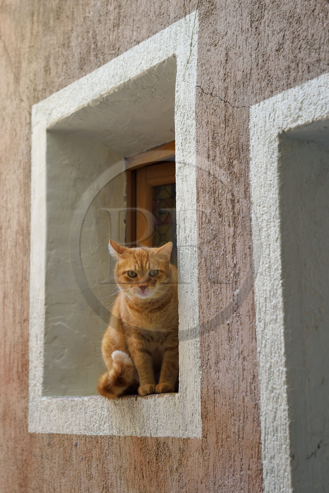 France, Alpes-Maritimes (06), Coaraze, labellisé Les Plus Beaux Villages de France, un des nombreux chats présents dans le village