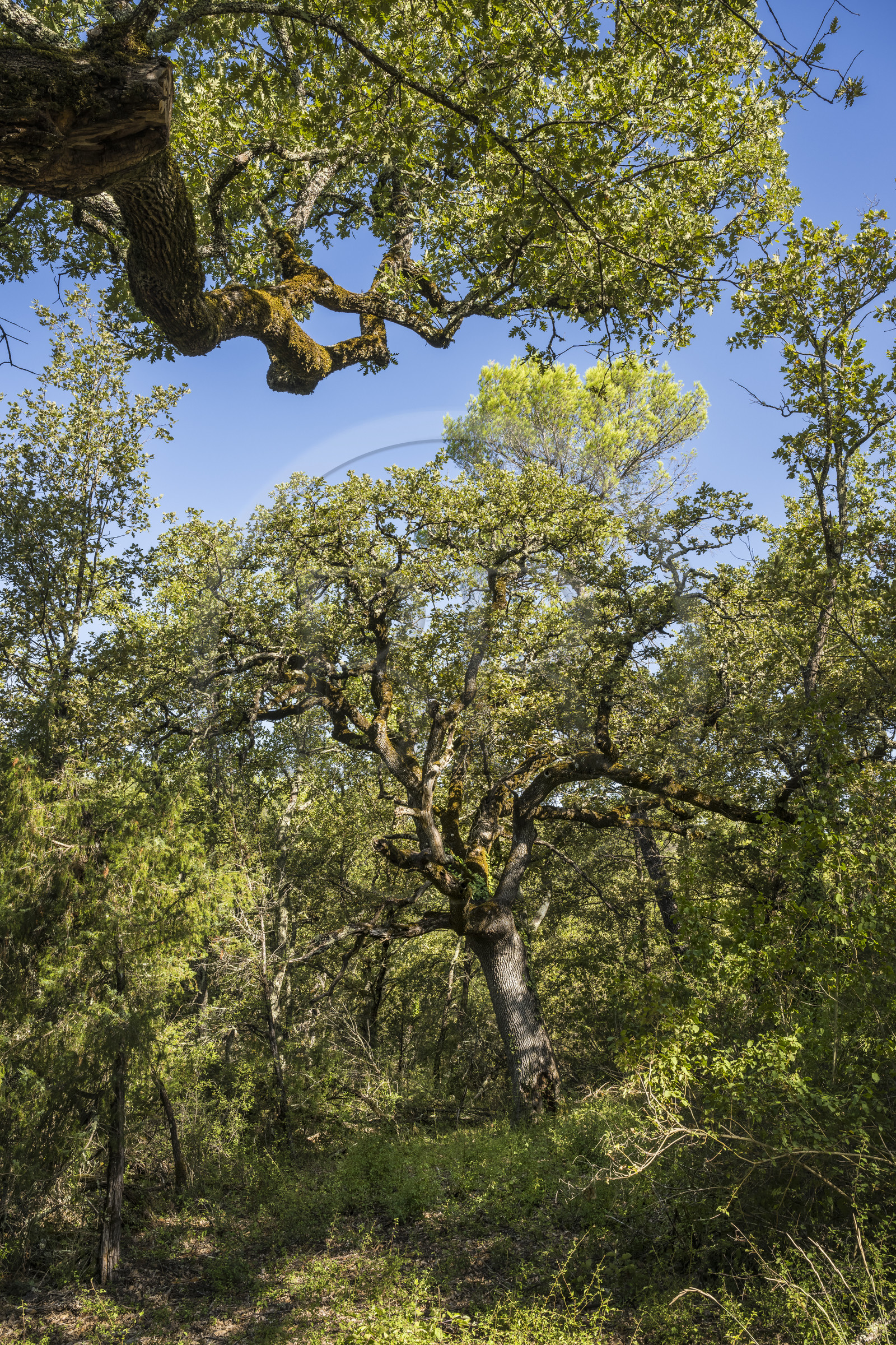 France, Var (83), Provence Verte, Bras, Académie du Bain de Forêt Provençale, forêt du domaine Le Peyrourier - une campagne en Provence