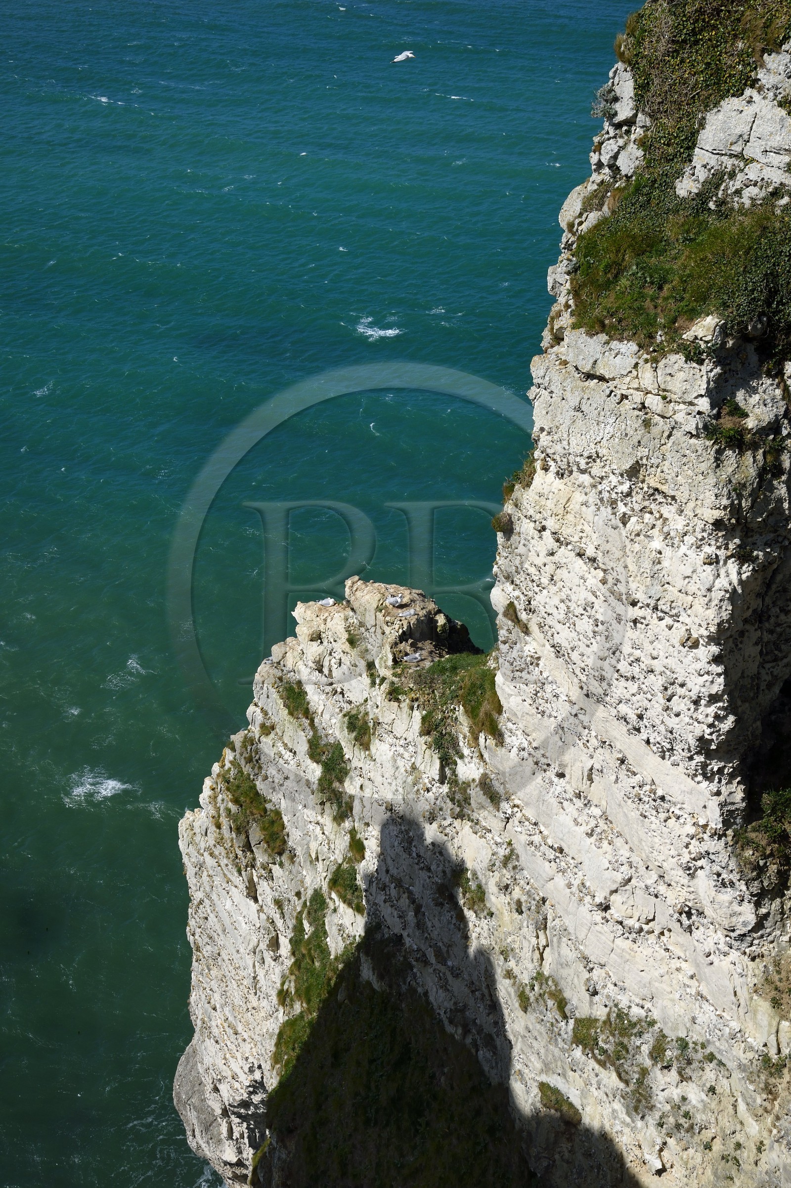 France, Seine-Maritime (76), Pays de Caux, Côte d'Albâtre, Etretat, mouettes sur la falaise d'Aval