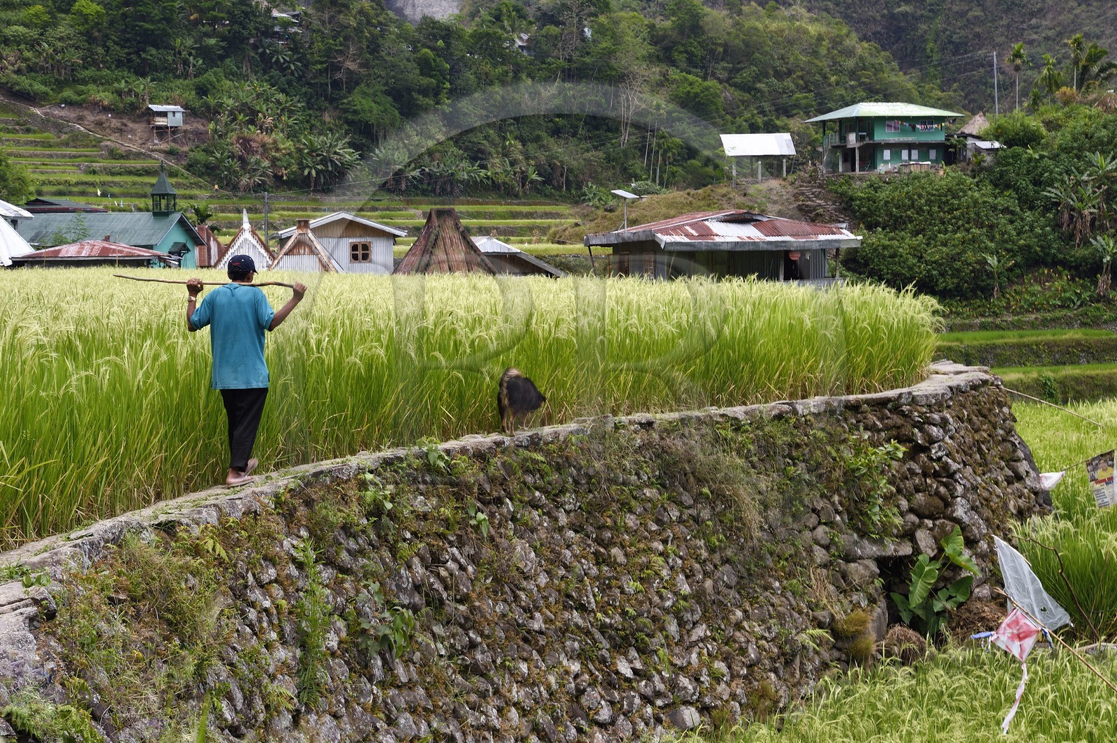 Philippines, Ifugao province, Banaue rice terraces around the village of Batad, listed as World Heritage by UNESCO