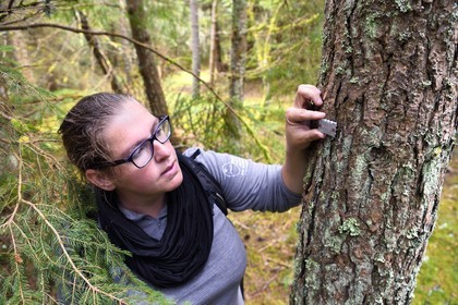 France, Puy de Dome, Aydat, on the slopes of the Puy de Vichatel volcano, Catline Lajoie nature warden at the Parc Naturel Régional des Volcans d'Auvergne (regional nature park of Auvergne volcanoes) observing a dendrometric tracking plate in a pocket of unmanaged woodland