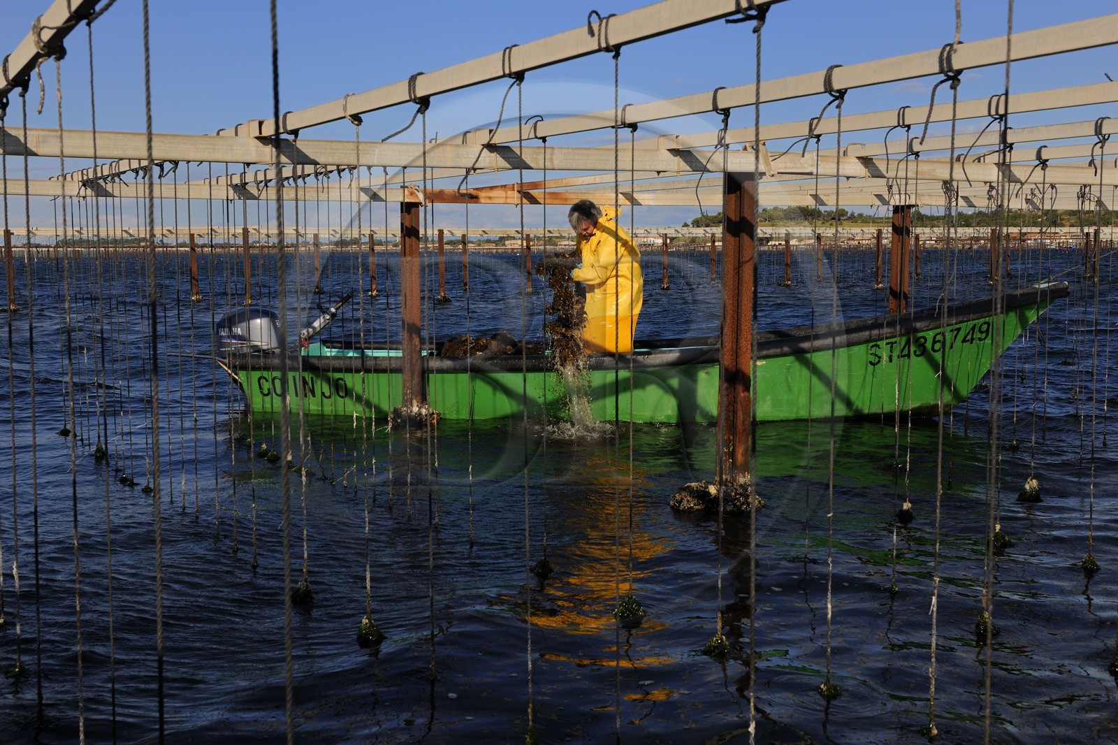 France, Hérault (34), Bouzigues, étang de Thau, l'élevage en suspension sur des cordes dans le parc à huîtres
