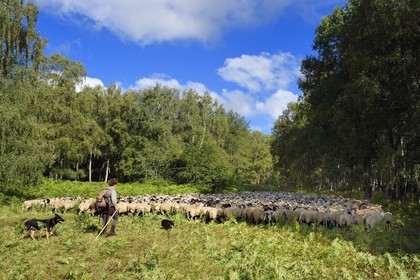 France, Puy de Dome, Parc Naturel Régional des Volcans d'Auvergne (regional nature park of Auvergne volcanoes), Chaine des Puys listed as World heritage by UNESCO, the shepherdess Charlotte Hevin with her dogs and a flock of Rava sheep in the forest at the foot of the Puy de Dôme volcano