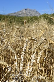 France, Bouches-du-Rhône (13), Pays d'Aix en Provence, vers le Tholonet, escargots dans un champ d'orge devant la Montagne Sainte Victoire, route Cézanne