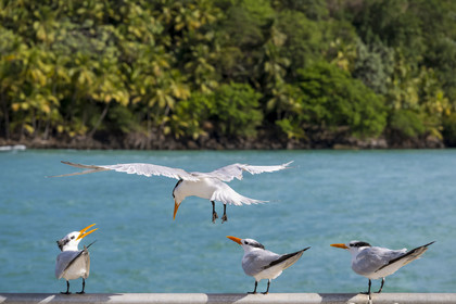 France, French Guiana, Kourou, Salvation Islands (Iles du Salut), Royal Island, royal tern (Thalasseus maximus)