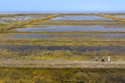 France, Charente Maritime, Saintonge, Saint-Froult, Moeze-Oléron nature reserve in the Brouage marsh area, ornithological observation and visit to the reserve on the trails in the former salt marshes