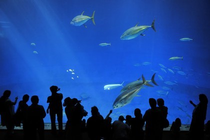 United States, California, Monterey, Monterey Bay Aquarium in Cannery Row