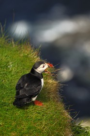 Royaume-Uni, Ecosse, les Shetland, Macareux moine