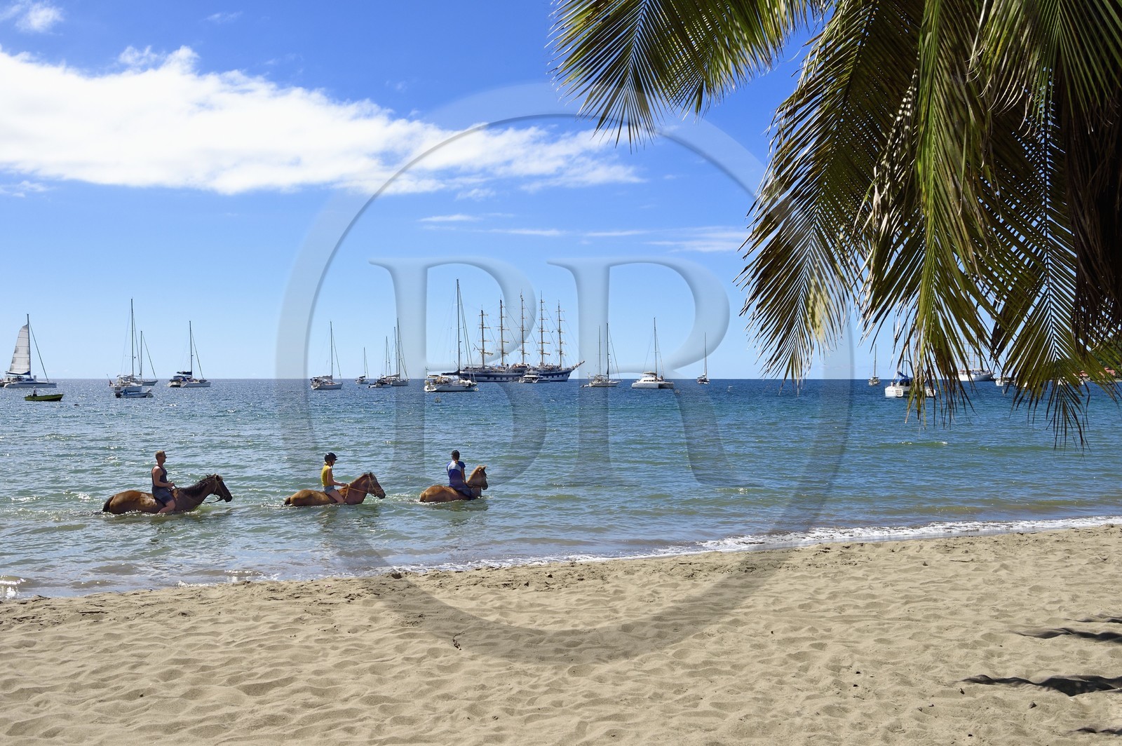 Caraïbes, Ile de la Dominique, Portsmouth, la baie de Prince Rupert, randonnée équestre sur la plage avec un passage dans la mer des Caraïbes