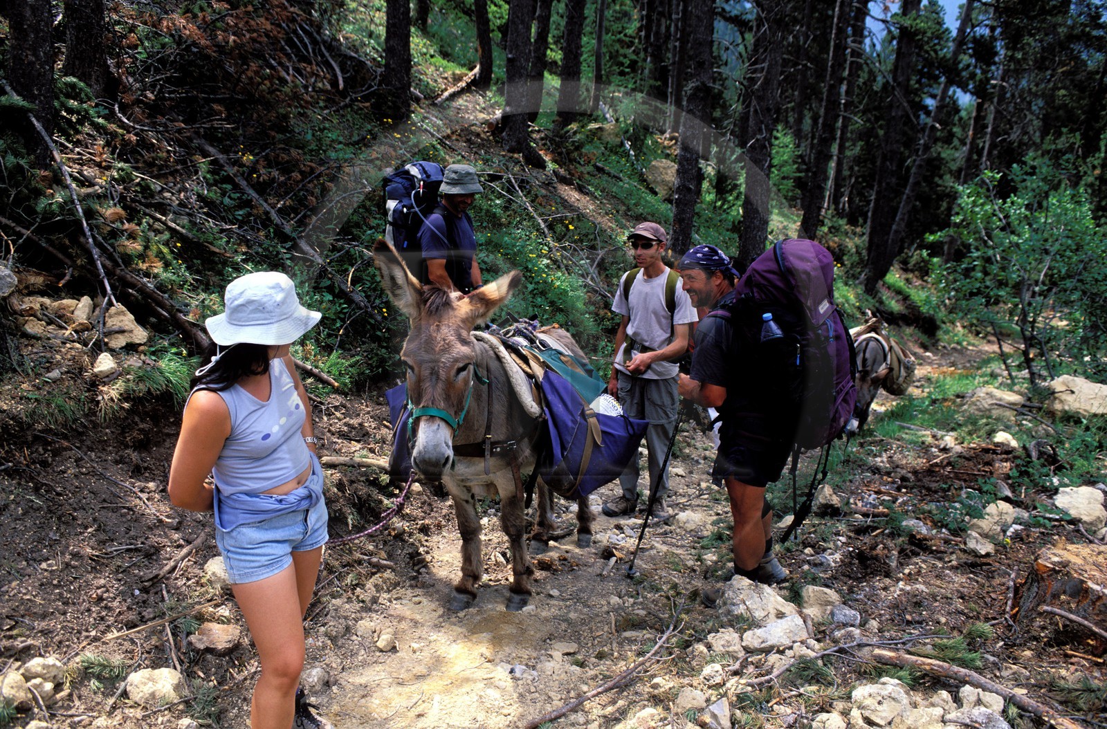 France, Hautes-Alpes (05), randonnée avec ânes sur un sentier au col des Thures au nord de Briançon France, Hautes-Alpes (05), randonnée avec ânes sur un sentier au col des Thures au nord de Briançon