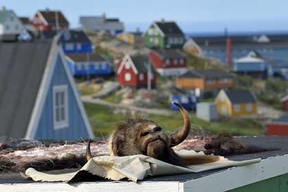 Groenland, cote ouest, baie de Baffin, Upernavik, tête de boeuf musqué récemment chassé en train de secher sur un toit
