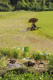 Vietnam, Ninh Binh province, rice harvest mechanized and buffaloes
