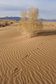 Iran, Province d'Ispahan, désert du Dasht-e Kavir, Mesr dans la région de Khur et Biabanak, traces de dromadaires (Camelus dromedarius) dans les dunes de sable
