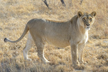Zimbabwe, province des Midlands, Gweru, Antelope Park qui abrite ALERT (African Lion and Environmental Research Trust), Zone 2, une des quatre jeunes lionnes (panthera leo) qui sera relachée en clan dans un parc national pour le repeupler