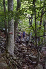 France, Haute-Corse (2B), Vivario, GR 20, étape entre le refuge de l'Onda et Vizzavona dans la foret de Vizzavona