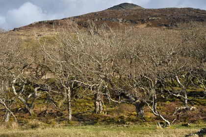 Royaume-Uni, Ecosse, Highland, Hébrides intérieures, cote ouest de l'Ile de Mull, forêt de chêne nain au printemps