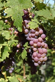 France, Haut Rhin, the Alsace Wine Route, Riquewihr, labelized the Most Beautiful Villages of France, bunch of grapes in the vineyard