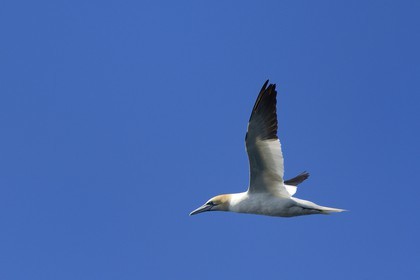France, Côtes-d'Armor (22), Perros-Guirec, archipel et réserve ornithologique de Sept-Iles, Ile Rouzic, fou de Bassan (Morus bassanus)