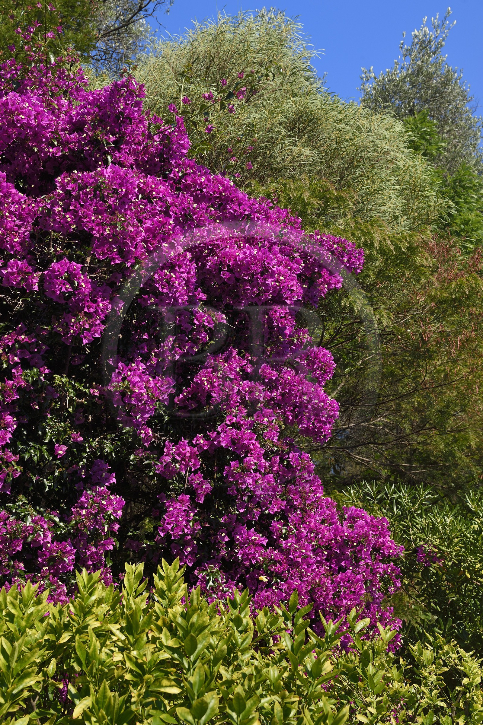 France, Alpes-Maritimes (06), Menton, le domaine de la Citronneraie créé par François Mazet, bougainvillea bougainvillier