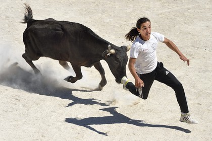 France, Bouches du Rhone, Parc naturel regional de Camargue (Regional Natural Park of Camargue), Vaccares pond, demonstration of course camarguaise at the arena of the Méjanes domain