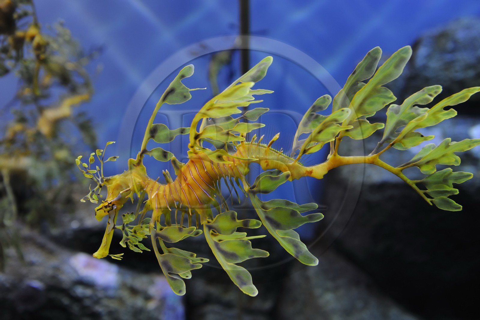 Etats-Unis, Californie, Monterey, le Monterey Bay Aquarium dans Cannery Row, dragon des mers feuillu male