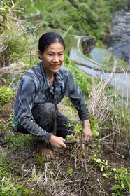 Philippines, Ifugao province, Banaue rice terraces around the village of Cambulo, listed as World Heritage by UNESCO, Daria Faith Winging 32, married with two children, does the clearing of a plot to replant