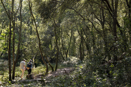 France, Loire-Atlantique (44), Saint-Brévin-Les-Pins, forêt de la Pierre Attelée, découverte en compagnie du chargé du patrimoine arboré Frédéric Lepage