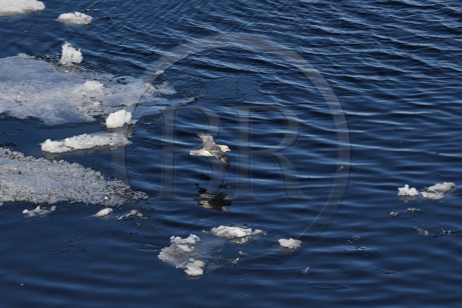 Groenland, cote Nord-Ouest, Smith sound, Fulmar boréal (Fulmarus glacialis) survolant la banquise entrain de fondre