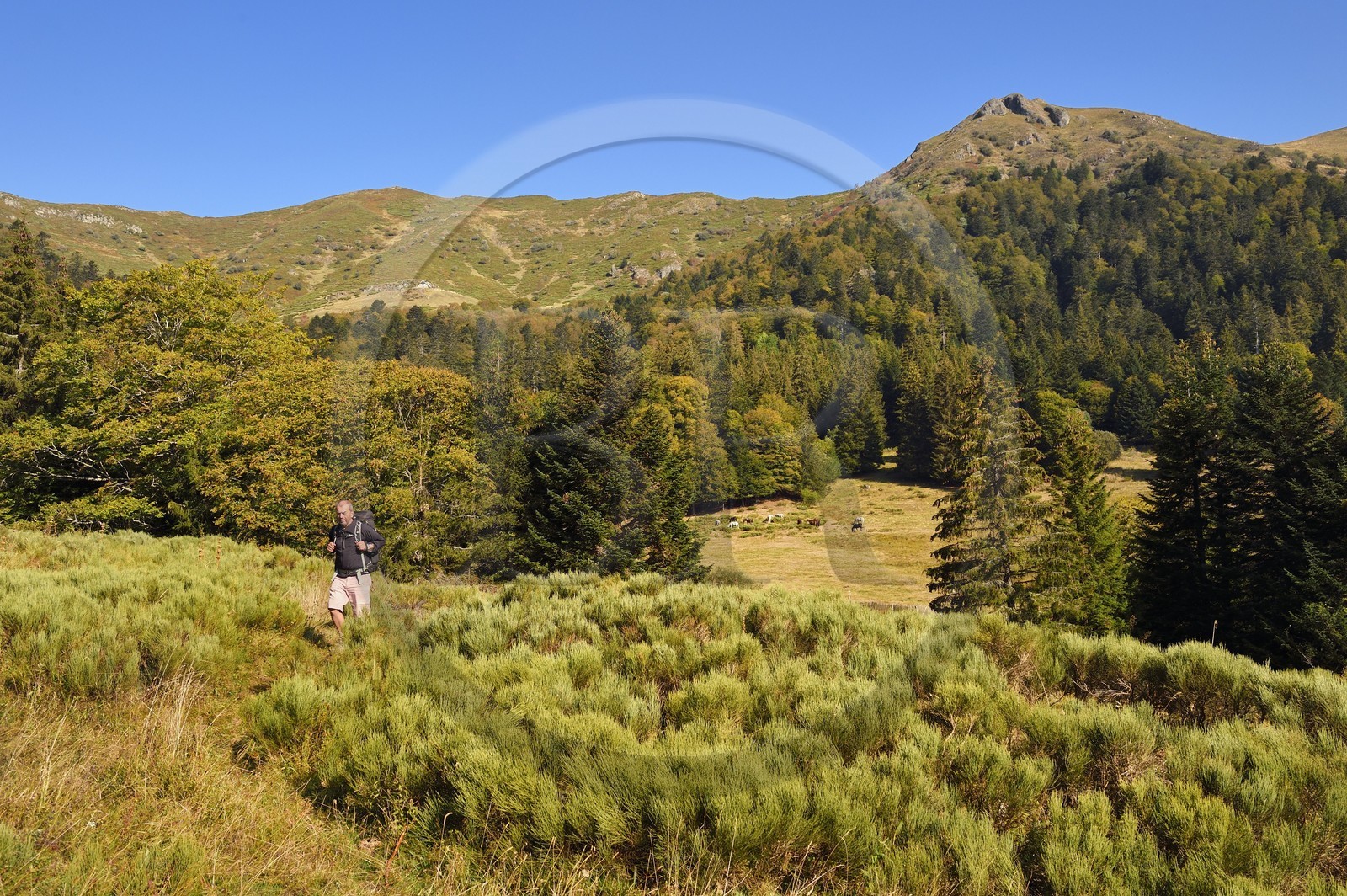 France, Cantal (15), Parc Naturel Régional des Volcans d'Auvergne, Le Lioran, randonneur et chevaux en pature dans l'ancien cirque glaciaire de Font d'Alagnon sous la montagne du Téton de Venus France, Cantal (15), Parc Naturel Régional des Volcans d'Auvergne, Le Lioran, randonneur et chevaux en pature dans l'ancien cirque glaciaire de Font d'Alagnon sous la montagne du Téton de Venus