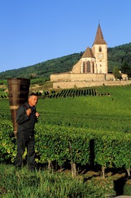 France, Haut Rhin, the Alsace wine road, Hunawihr Village, labelled Les Plus Beaux Villages de France (The Most Beautiful Villages of France), Christophe Kurtz grape picker with a wooden basket on his bac
