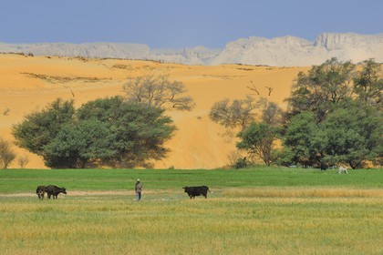 Egypte, désert libyque, oasis de Dakhla, travaux des champs