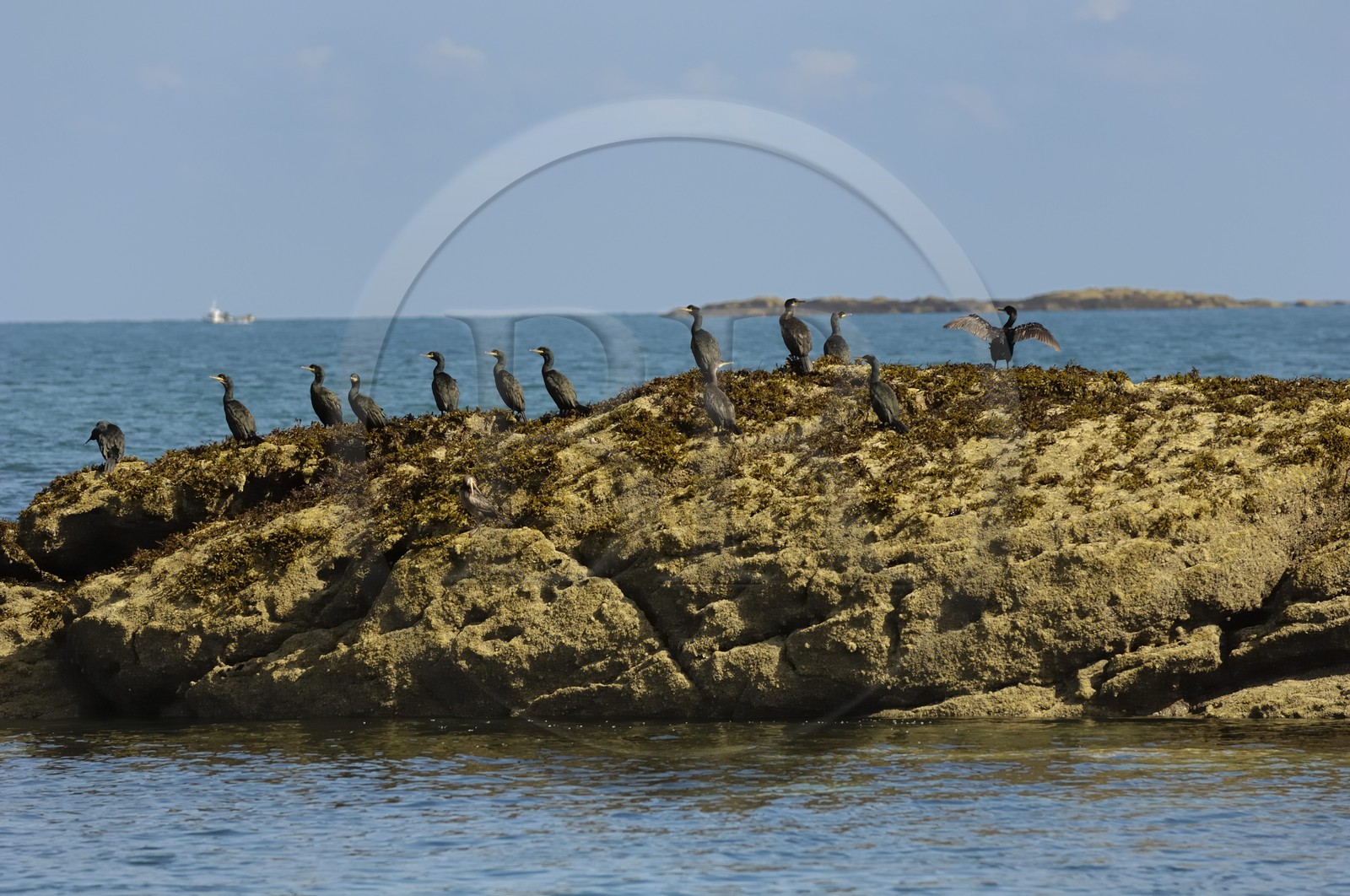 France, Manche (50), archipel des îles Chausey, cormoran (Phalacrocorax aristotelis) France, Manche (50), archipel des îles Chausey, cormoran (Phalacrocorax aristotelis)