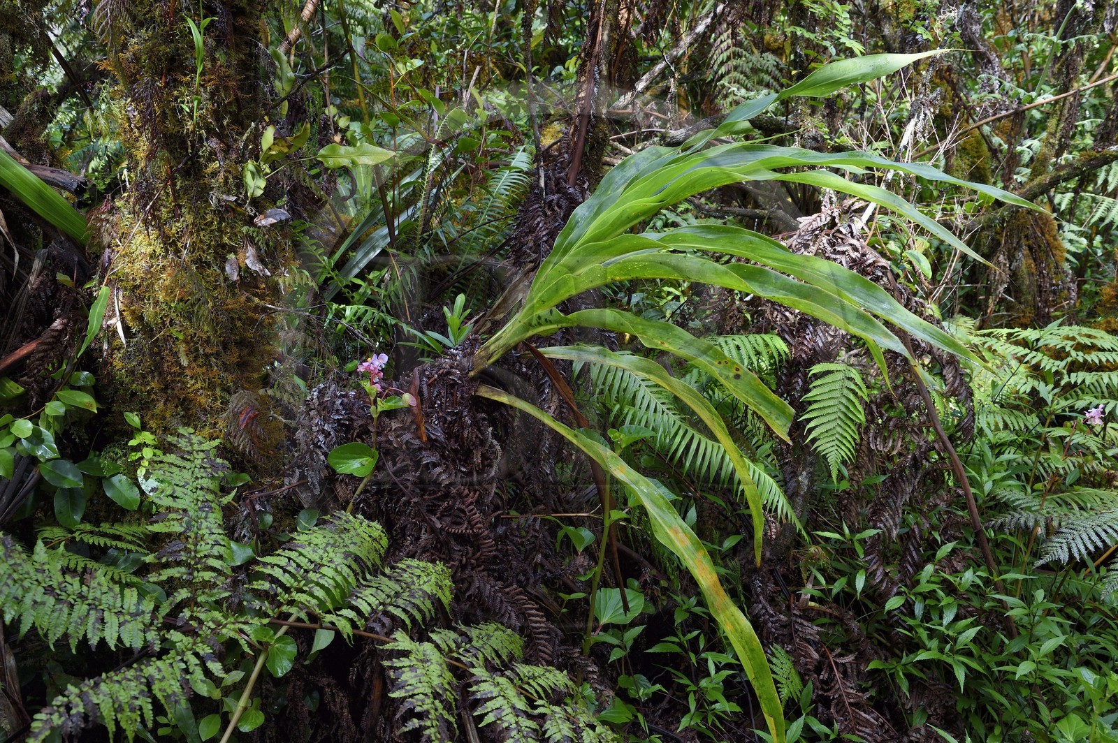 France, Ile de la Reunion, Saint Benoit, Parc national de La Reunion, classé Patrimoine Mondial de l'UNESCO, foret de Bébour, sentier du Piton Bébour