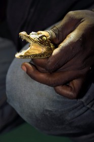 Gabon, Ogooue-Maritime Province, Loango National Park, night observation of a young crocodile in the Iguela lagoon