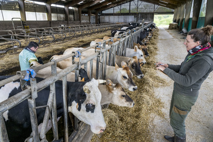 France, Vendée (85), Saint-Mesmin, ferme bio Epicoeur de la Rambaudière, troupeau de 70 vaches laitières élevées par Nicolas et Charlotte Audouin, l'inséminateur pratique une endoscopie des vaches gestantes aidée par Aurélia qui gère aussi le maraichage