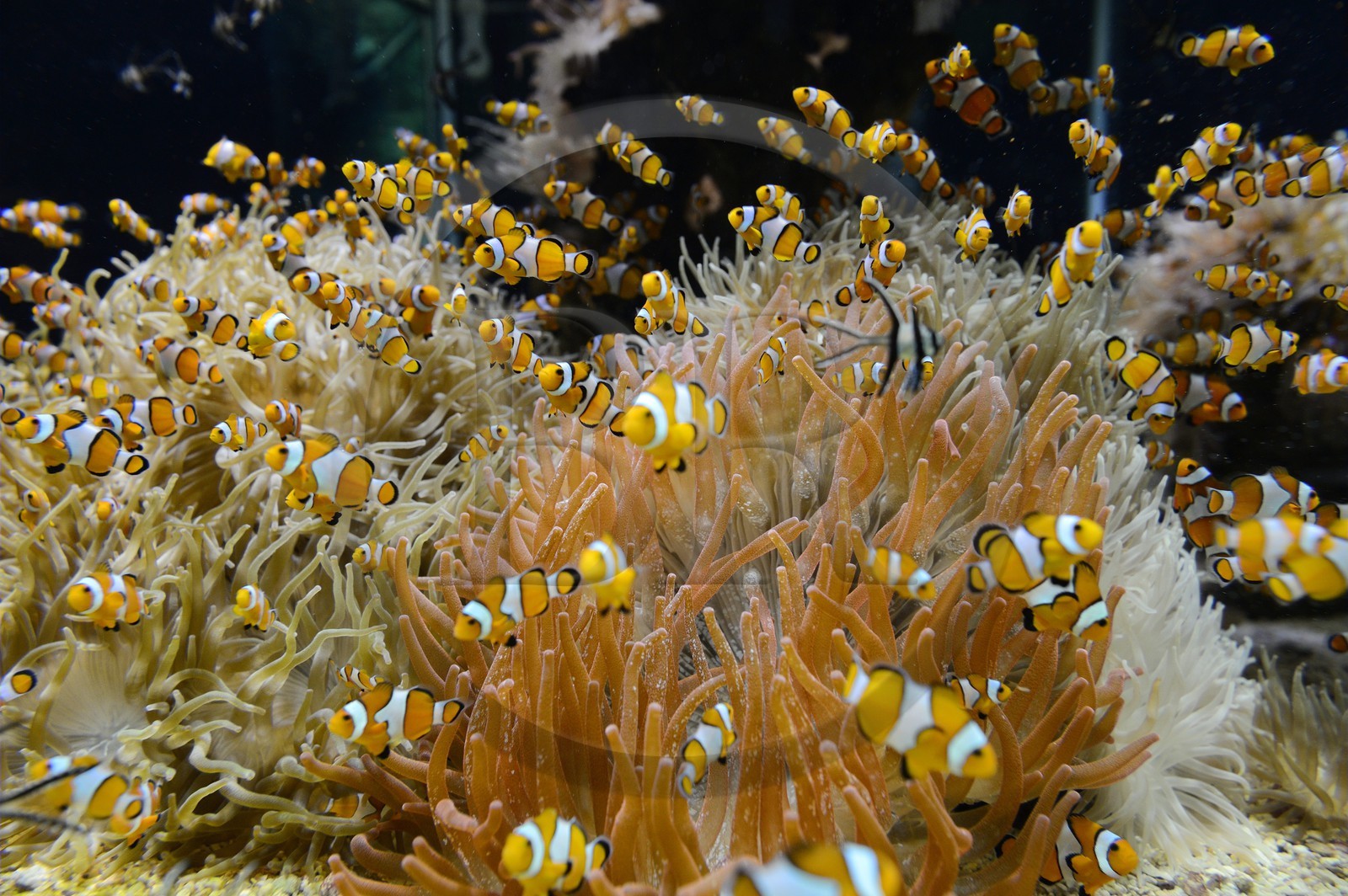 Principauté de Monaco, Monaco, le musée océanographique, poissons-clowns (Amphiprioninae)