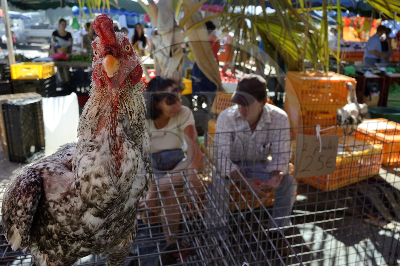 France, Ile de la Reunion, Saint-Pierre, le marché du samedi, les étals de volailles