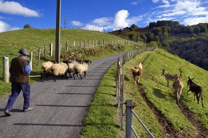 France, Pyrénées-Atlantiques (64), Pays-Basque, vallée des Aldudes, Urepel, brebis manech tête noire