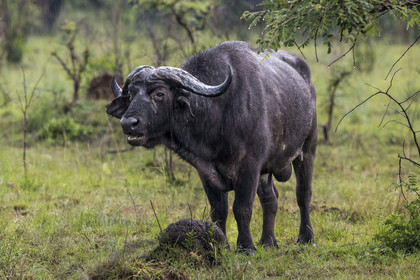 Rwanda, Parc national de l'Akagera, buffle noir des savanes (Syncerus caffer) sous la pluie