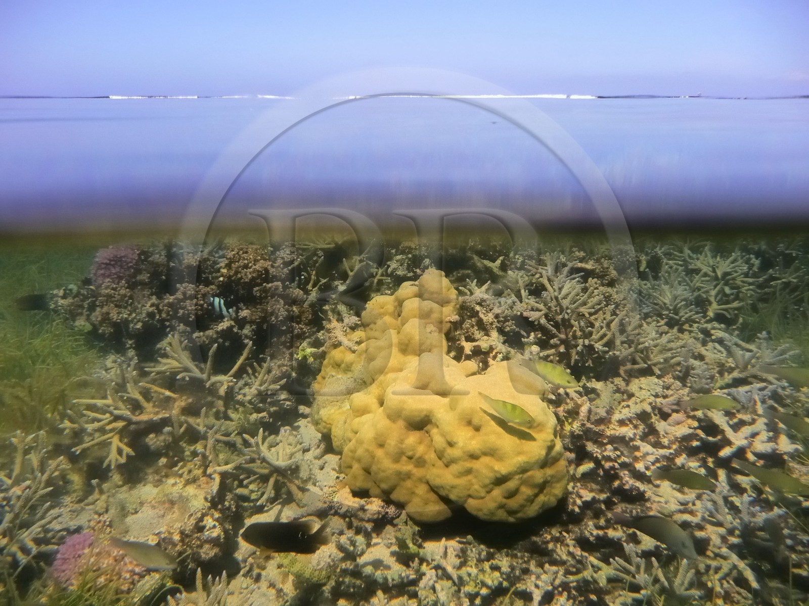 France, île de la Réunion, le récif corallien du lagon de la plage de Saint-Gilles et de l'Ermitage (vue sous-marine)