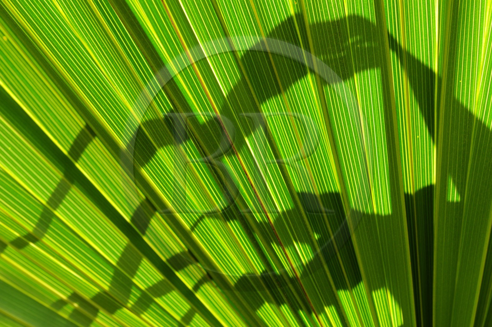 France, Ile de la Reunion, Petite Ile, jardin tropical, palme de palmier