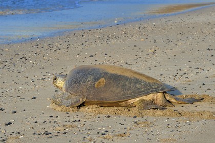 France, Mayotte island (French overseas department), Grande-Terre, Kani-Keli, N’Gouja beach, green sea turtle (Chelonia mydas) joining the sea after laying