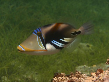 France, île de la Réunion, le récif corallien du lagon de la plage de Saint-Gilles et de l'Ermitage (vue sous-marine)