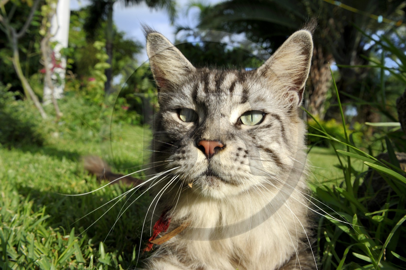 France, Ile de la Reunion, chat Main coon