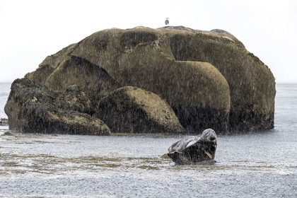 France, Finistère, Penmarch, Étocs archipelago, gray seal (halichoerus grypus)