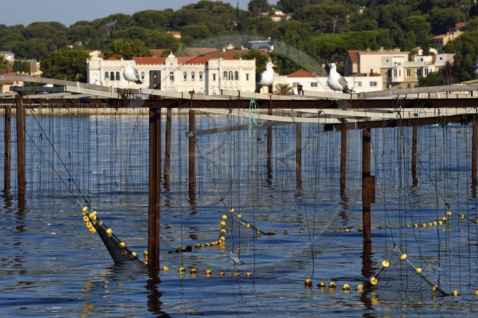 France, Var (83), La Seyne-sur-Mer, goélands au-dessus d'un parc à moules dans la baie de Tamaris