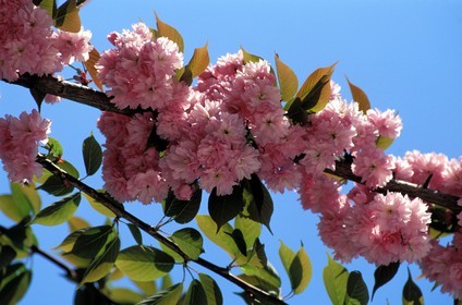 France, Paris (75), cerisiers du Japon en fleurs dans les rues au printemps