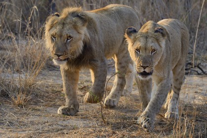 Zimbabwe, province des Midlands, Gweru, Antelope Park qui abrite ALERT (African Lion and Environmental Research Trust), jeune lion et lionne (panthera leo)