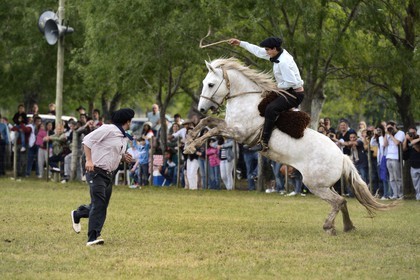 Argentina, Buenos Aires Province, San Antonio de Areco, Tradition Day festival (Dia de Tradicion), gauchos demonstrate their ability with horses at a rodeo called Jineteada gaucha
