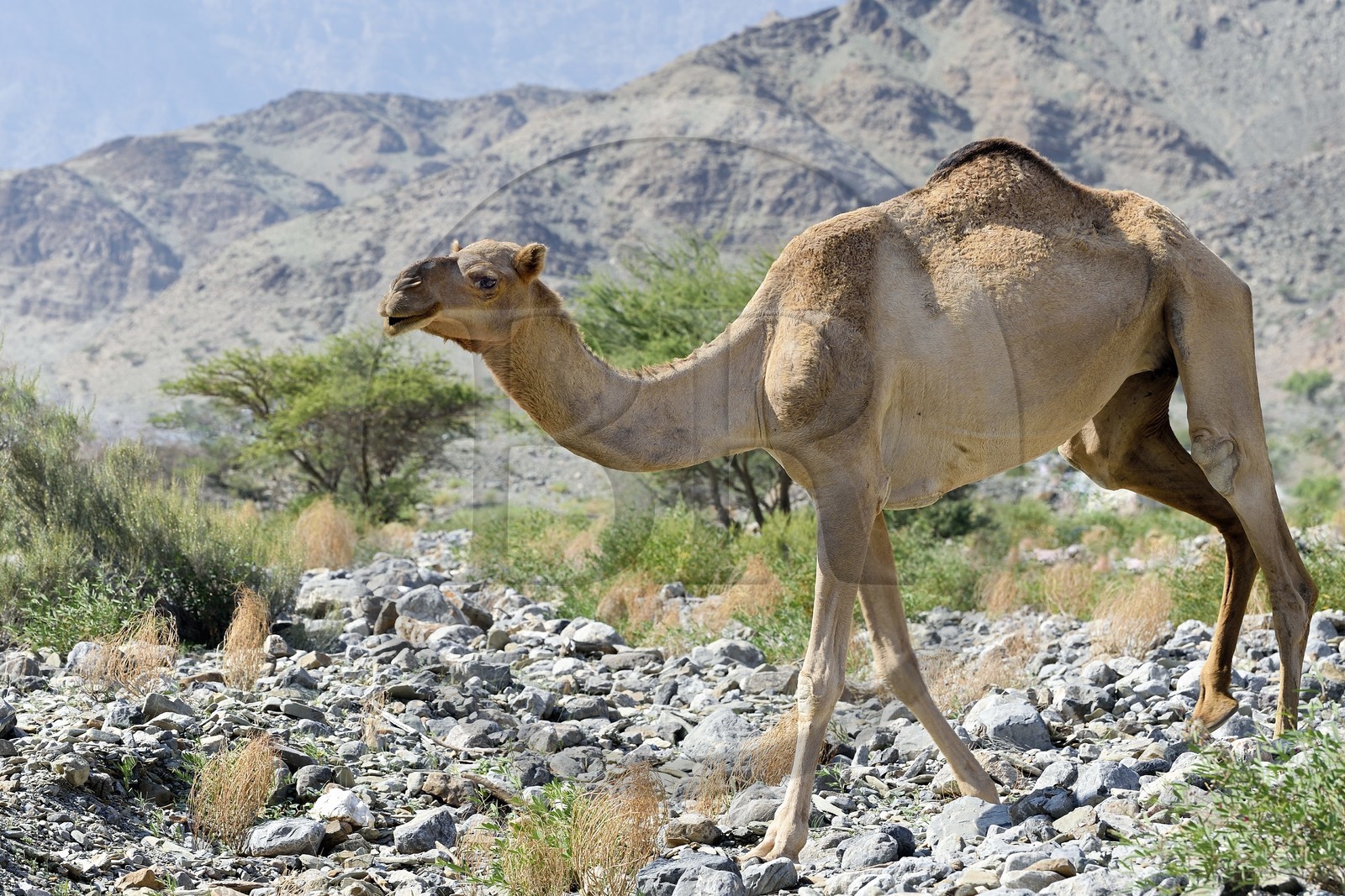 Sultanat d'Oman, gouvernorat de Al-Batina du Sud, Hajar occidental, Wadi Mistall, village de Ghubrah, dromadaire Sultanat d'Oman, gouvernorat de Al-Batina du Sud, Hajar occidental, Wadi Mistall, village de Ghubrah, dromadaire